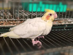Tame Size Cockatiel