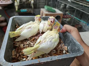 Tame Size Cockatiel