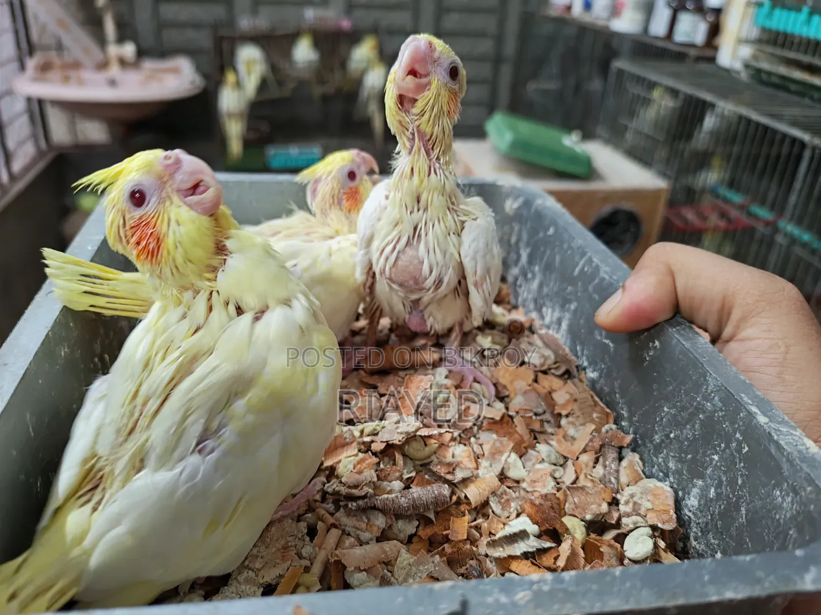 Tame Size Cockatiel