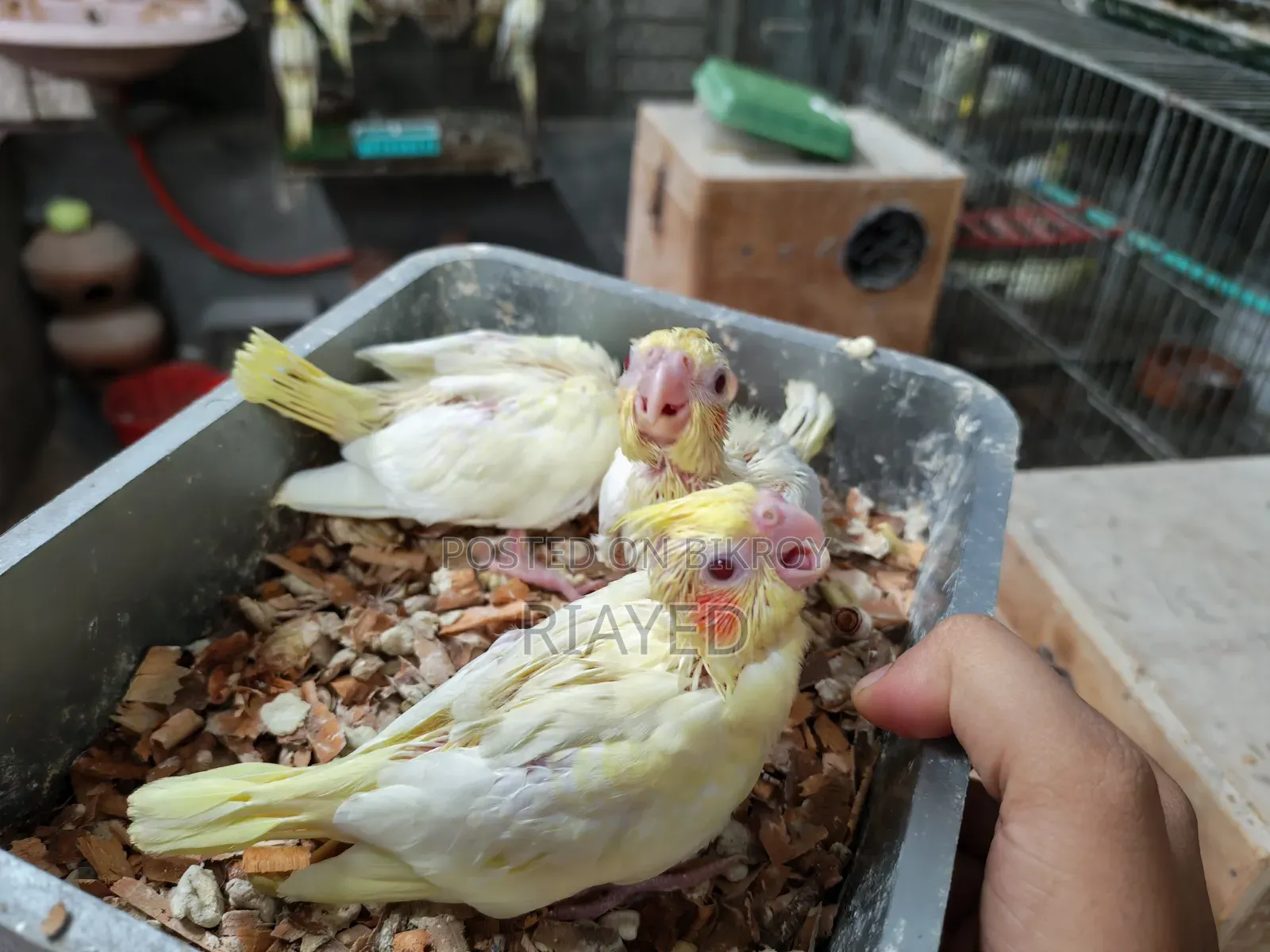 Tame Size Cockatiel