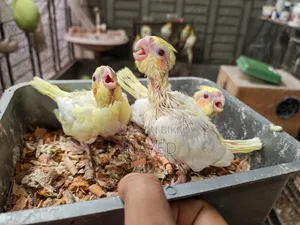 Tame Size Cockatiel
