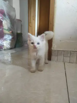 1-3 months Male Purebred Persian