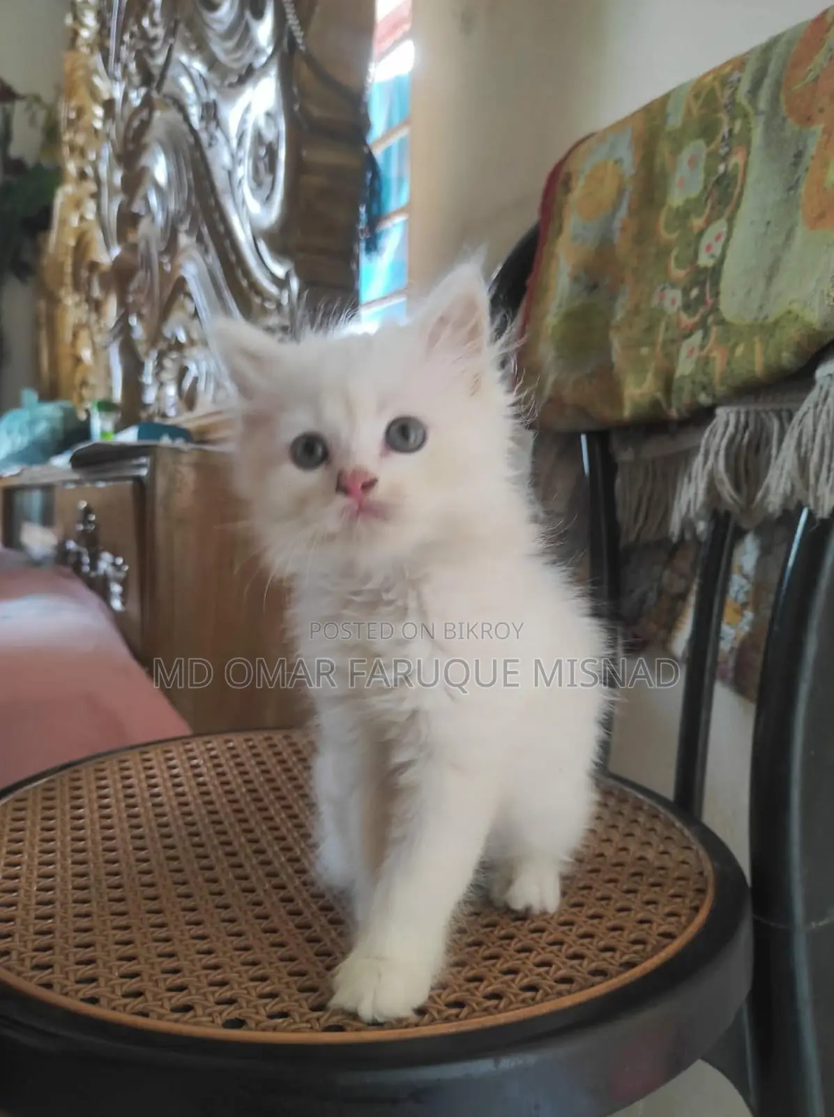 1-3 months Male Purebred Persian