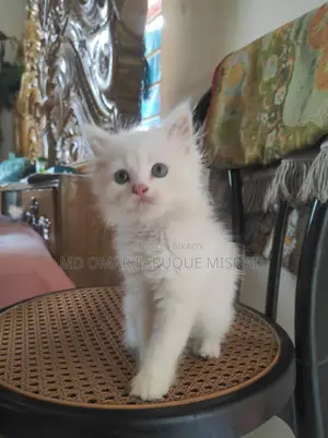 1-3 months Male Purebred Persian