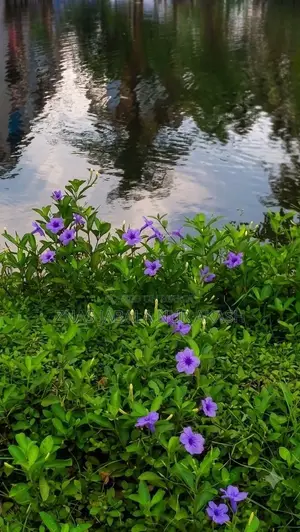 ম্যানেজমেন্ট সিভি