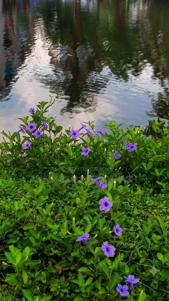 ম্যানেজমেন্ট সিভি