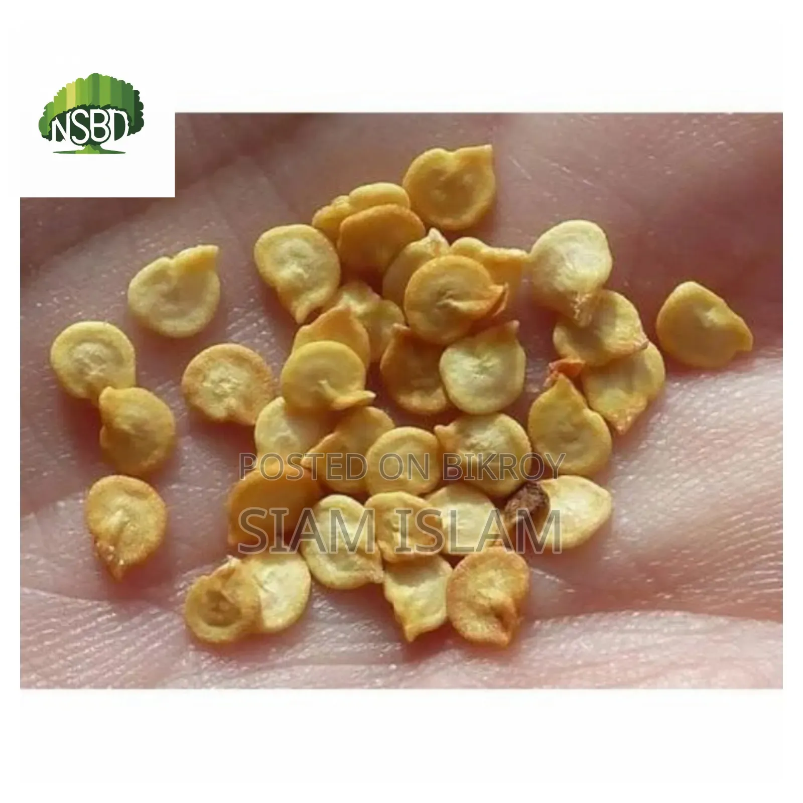 Capsicum / Capsicum Seed -(25-500) PCS Mixed Colour Capsicum Seed.