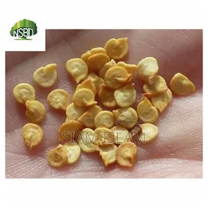 Capsicum / Capsicum Seed -(25-500) PCS Mixed Colour Capsicum Seed.