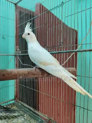 Cockatiel Bird