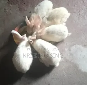 Rabbits for sale
