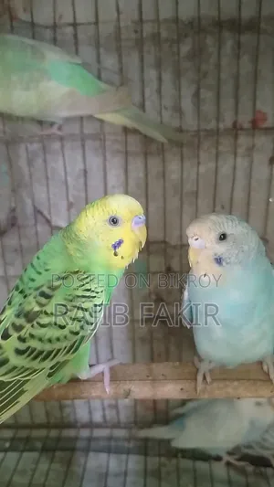 5 pieces of Budgerigar birds will be sold. Three are semi-adult and two are babies.