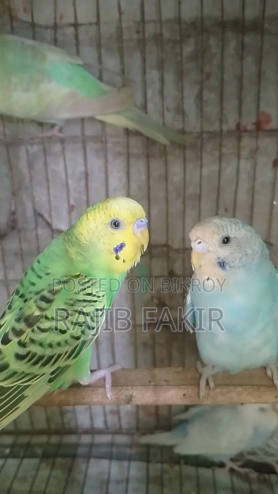5 pieces of Budgerigar birds will be sold. Three are semi-adult and two are babies.
