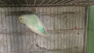 5 pieces of Budgerigar birds will be sold. Three are semi-adult and two are babies.