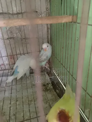 5 pieces of Budgerigar birds will be sold. Three are semi-adult and two are babies.