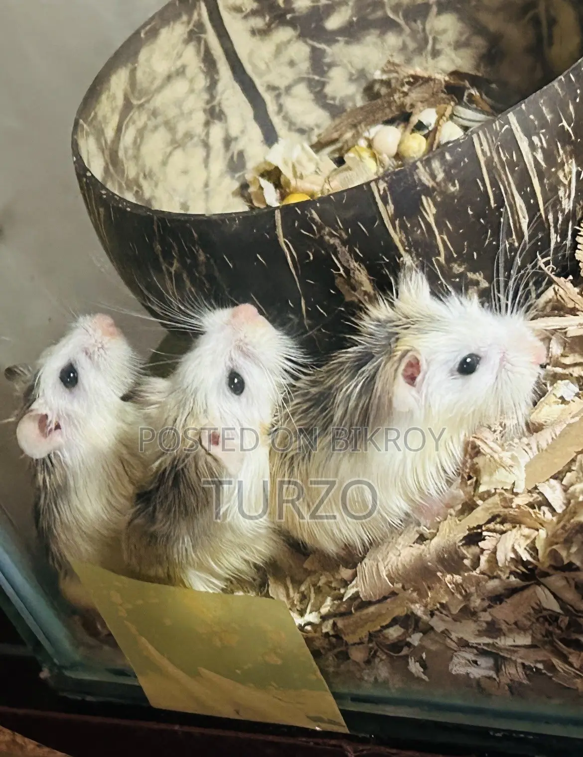রোবোরোভস্কি হ্যামস্টার