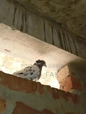Gribaz Single Female Pigeon