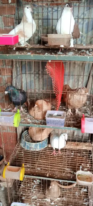 কিছু রানিং মাদী বিক্রি হবে