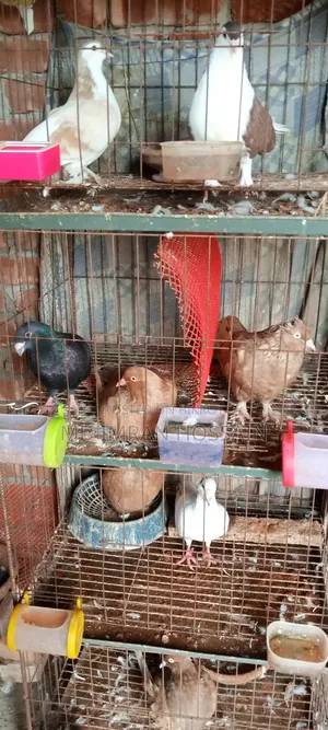 কিছু রানিং মাদী বিক্রি হবে