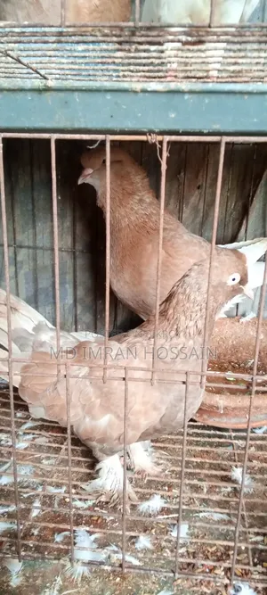 কিছু রানিং মাদী বিক্রি হবে