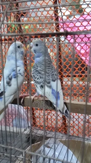 জোড়া প্রাপ্তবয়স্ক