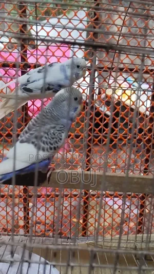 জোড়া প্রাপ্তবয়স্ক