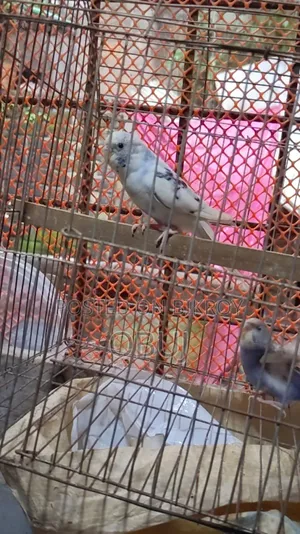 জোড়া প্রাপ্তবয়স্ক