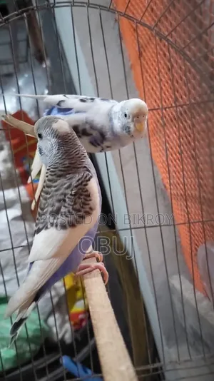 জোড়া প্রাপ্তবয়স্ক