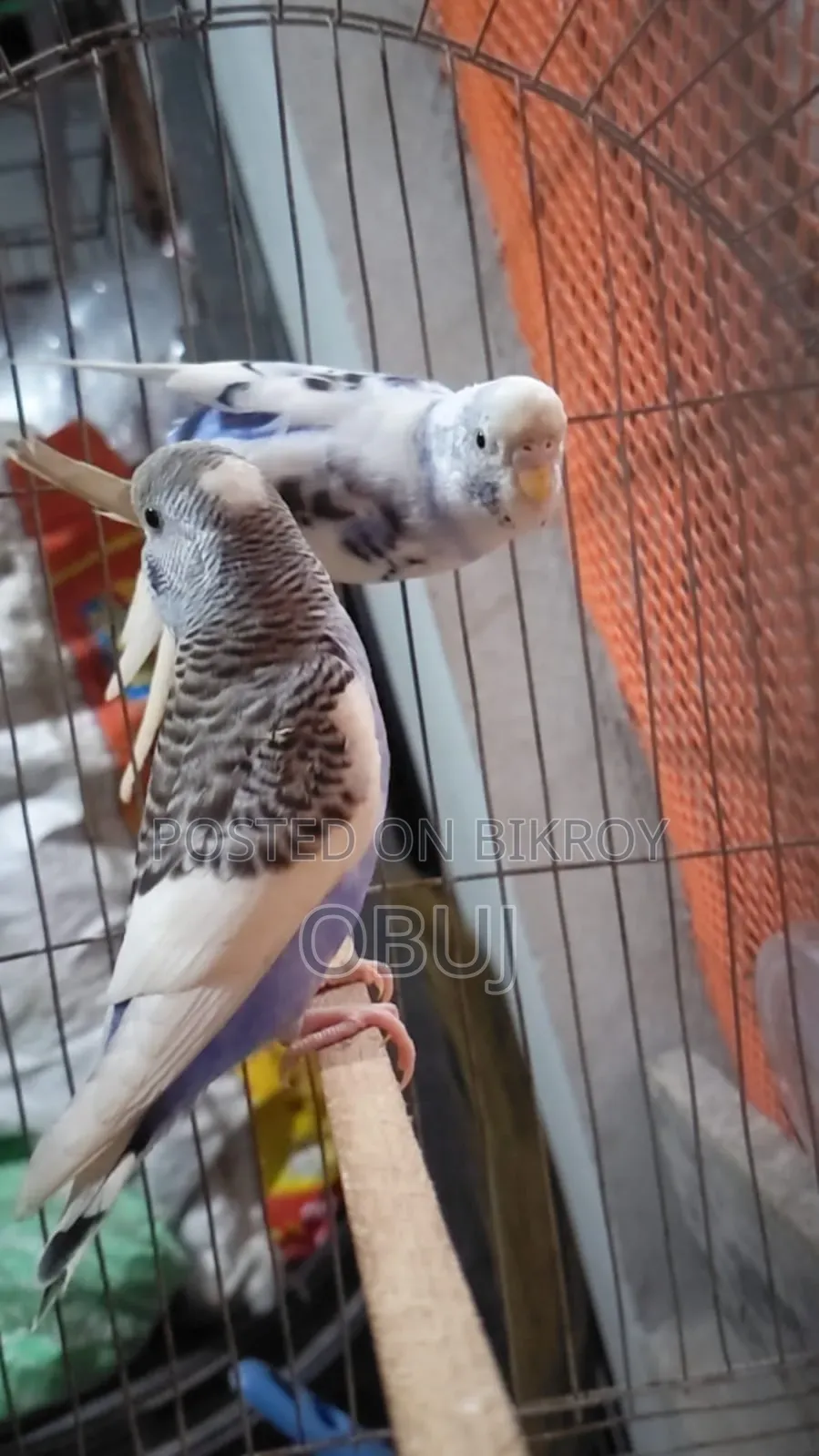 জোড়া প্রাপ্তবয়স্ক