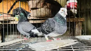 Pigeons for Sale (Pair)