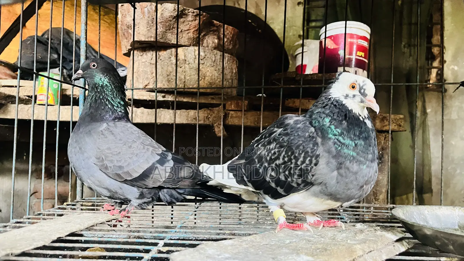 Pigeons for Sale (Pair)