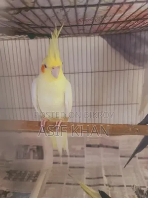 Lutino Cockatiel Adult Female