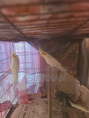Lutino Cockatiel Adult Female