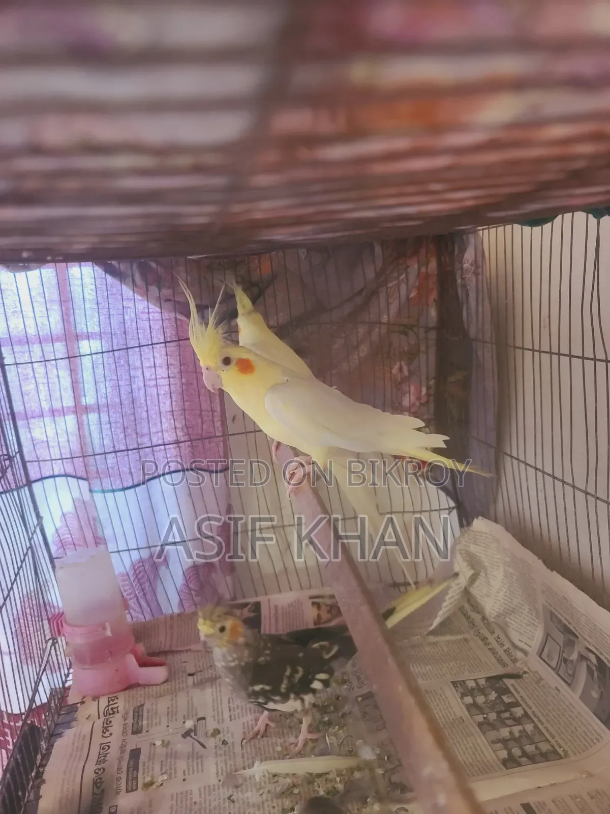 Lutino Cockatiel Adult Female