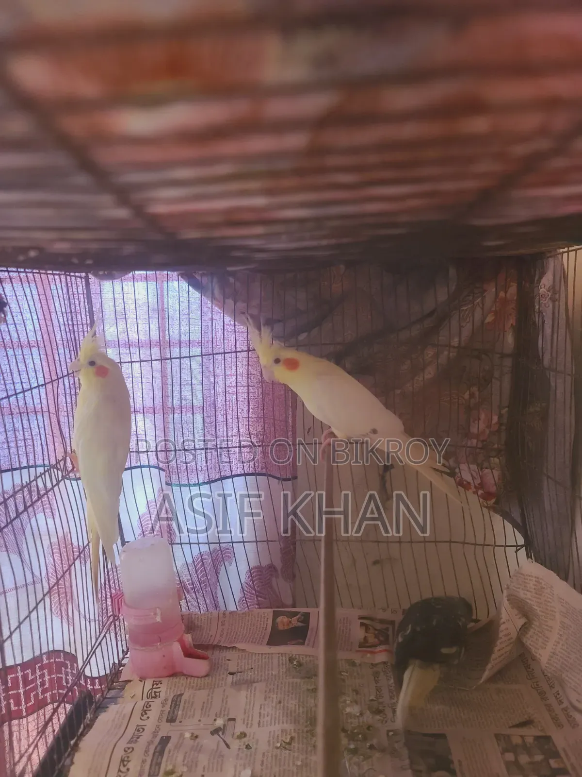 Lutino Cockatiel Adult Female