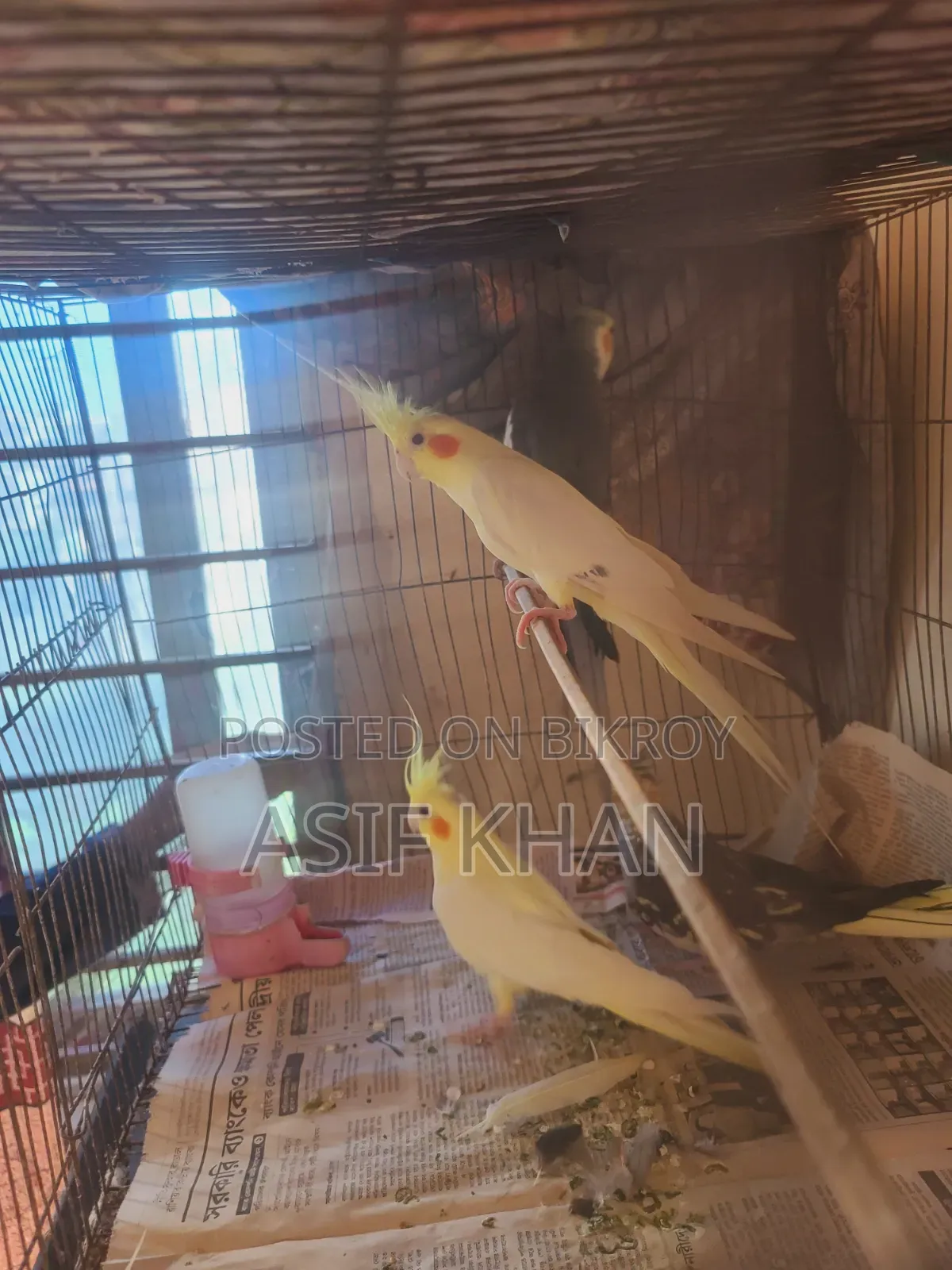 Lutino Cockatiel Adult Female