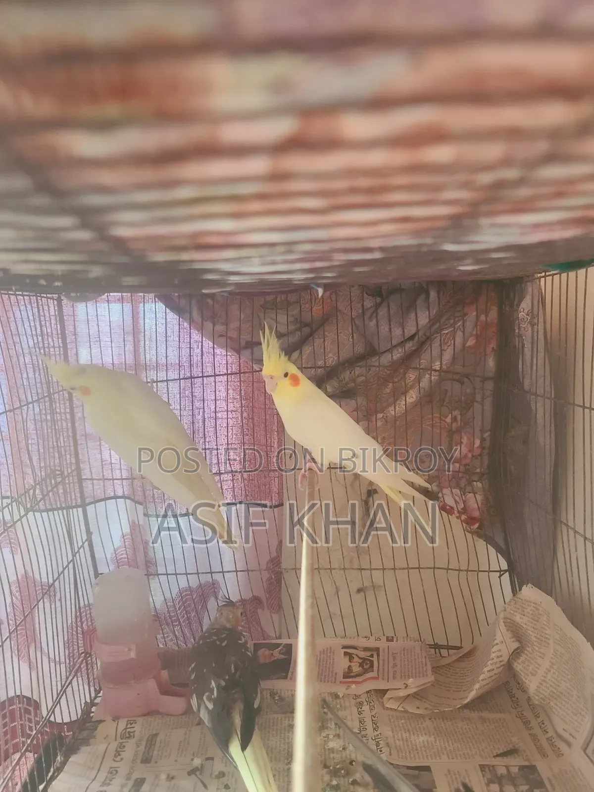 Lutino Cockatiel Adult Female