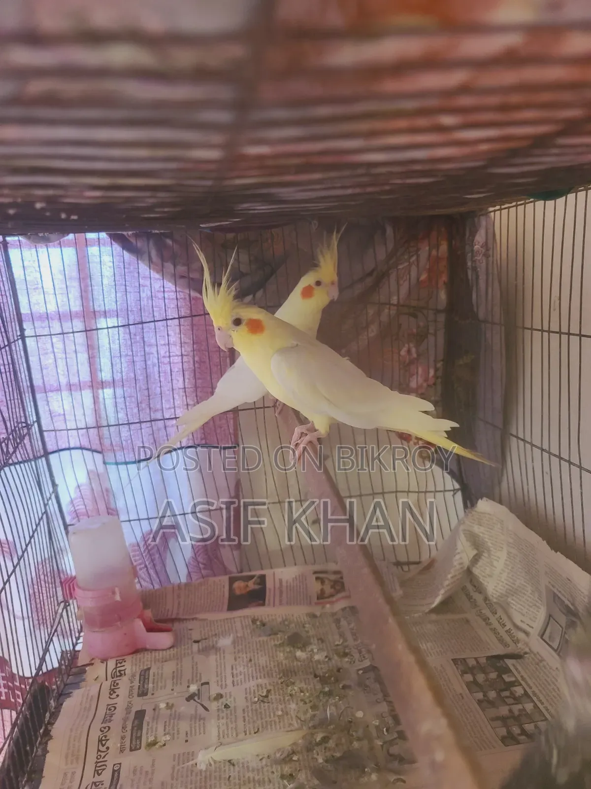 Lutino Cockatiel Adult Female