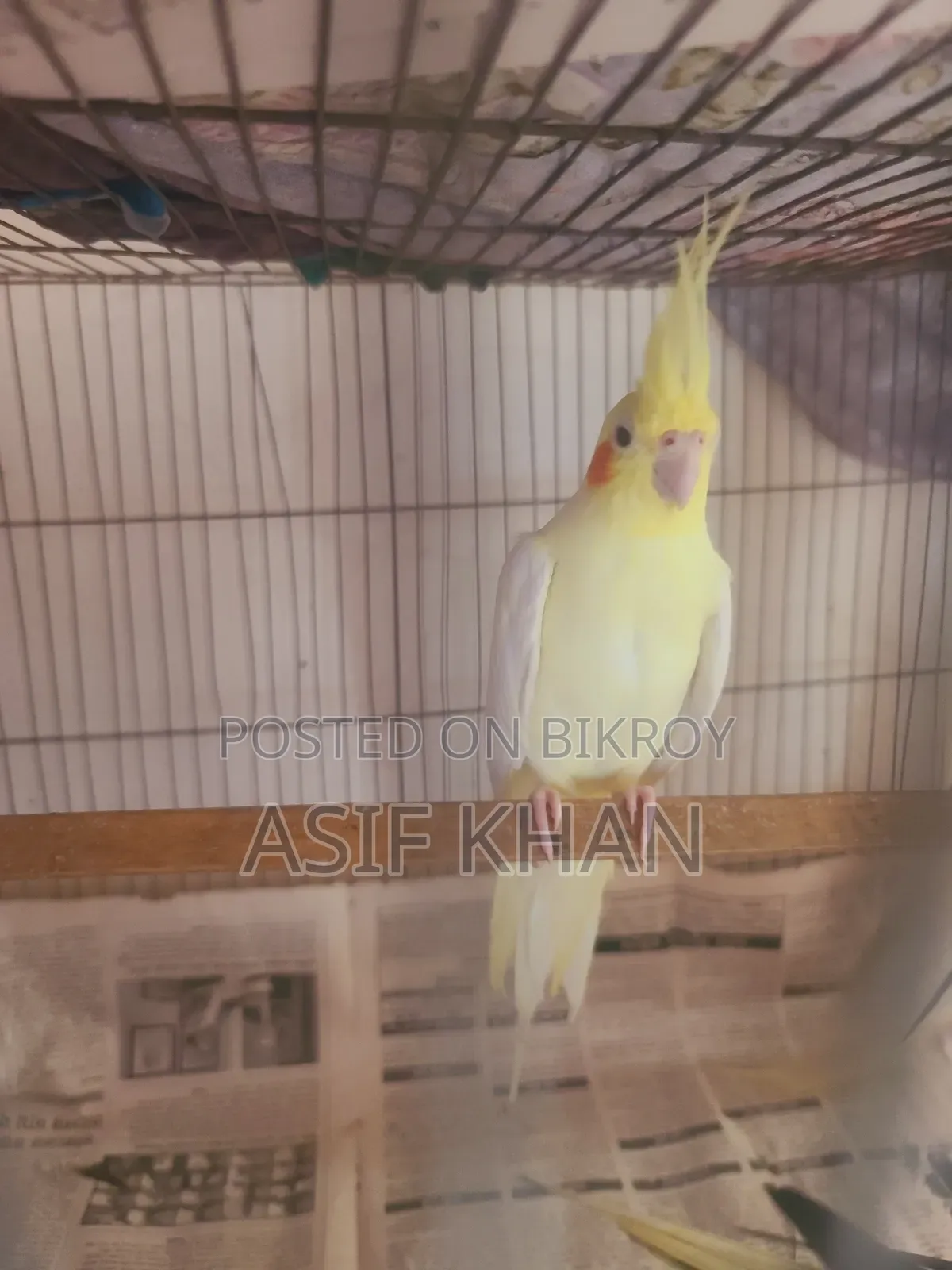 Lutino Cockatiel Adult Female