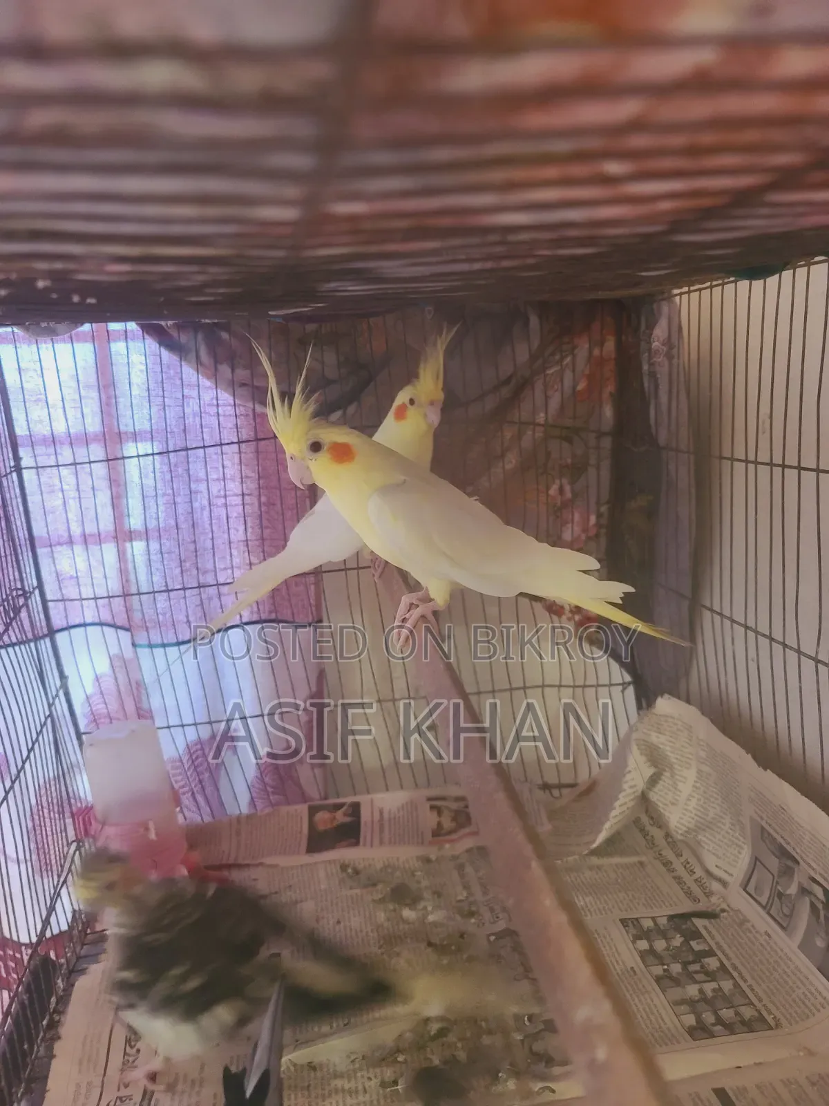 Lutino Cockatiel Adult Female
