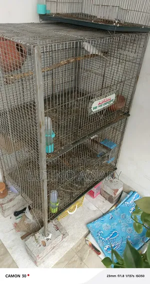 Bird Cage