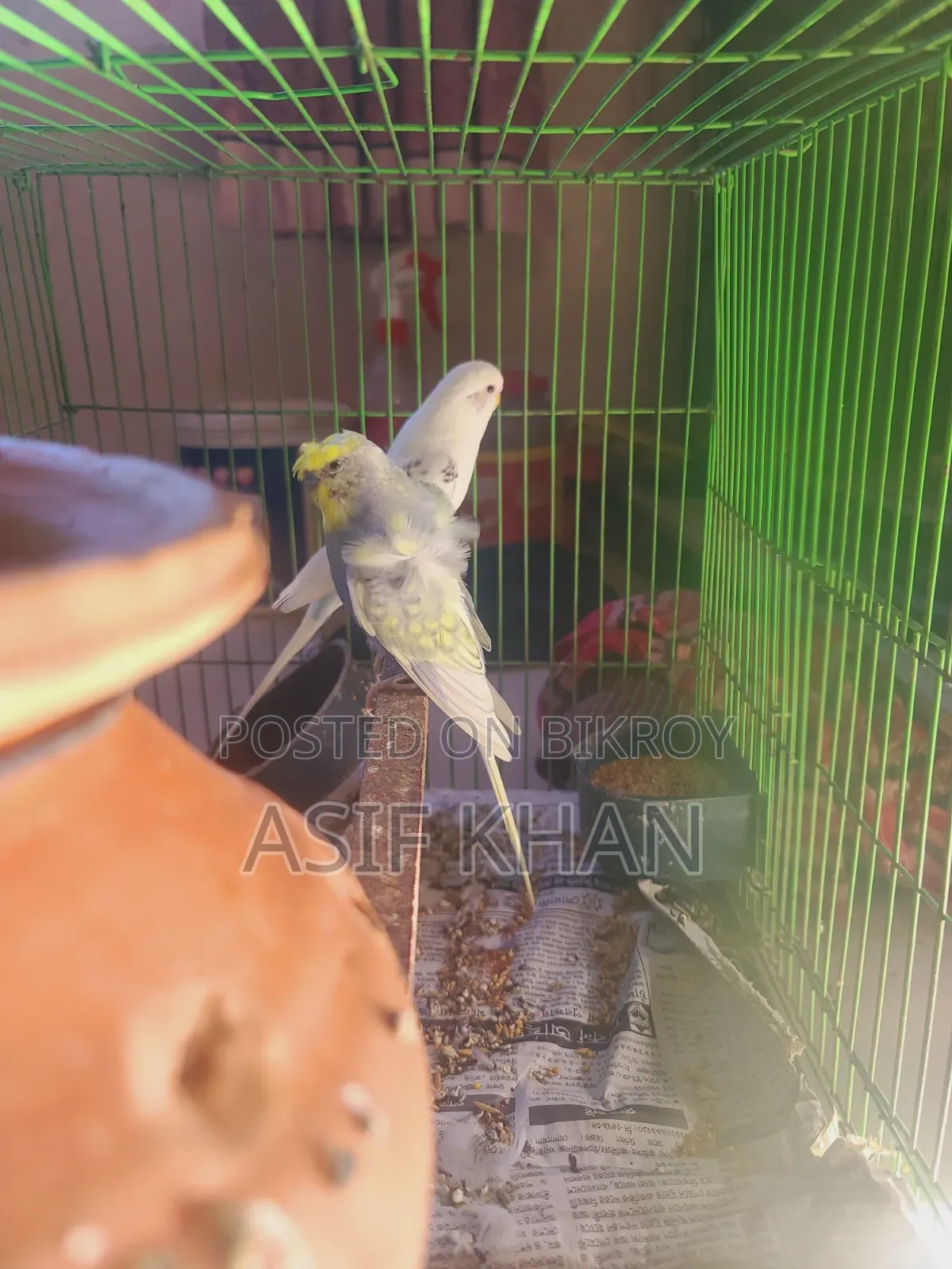 বাজরিগার জাপানিজ ডাবল ফ্লাওয়ার
