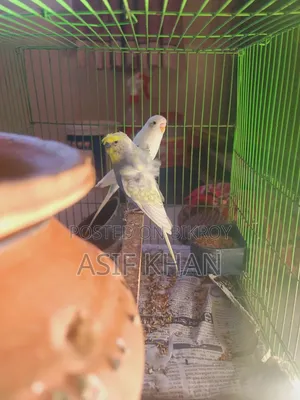 বাজরিগার জাপানিজ ডাবল ফ্লাওয়ার