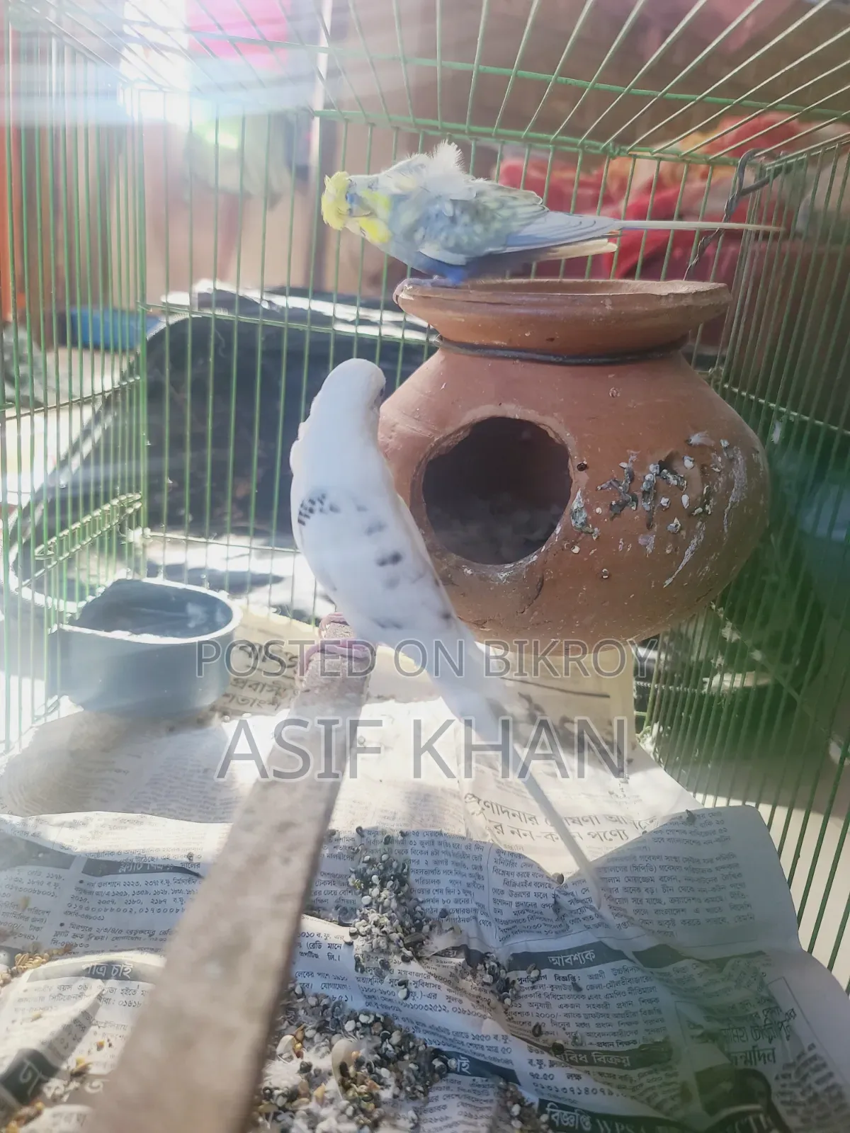 বাজরিগার জাপানিজ ডাবল ফ্লাওয়ার