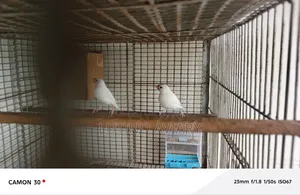 জাভা পাখি নর