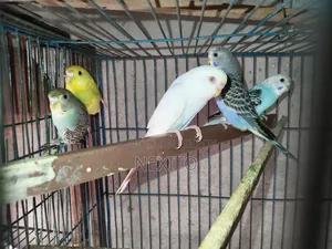 বাজিগর পাখি