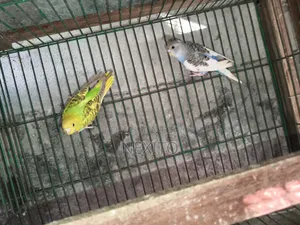 বাজিগর পাখি