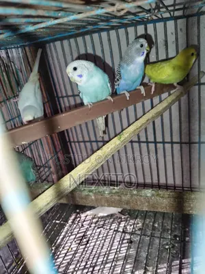 বাজিগর পাখি