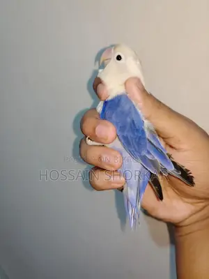 Violet Opaline Female Lovebirds