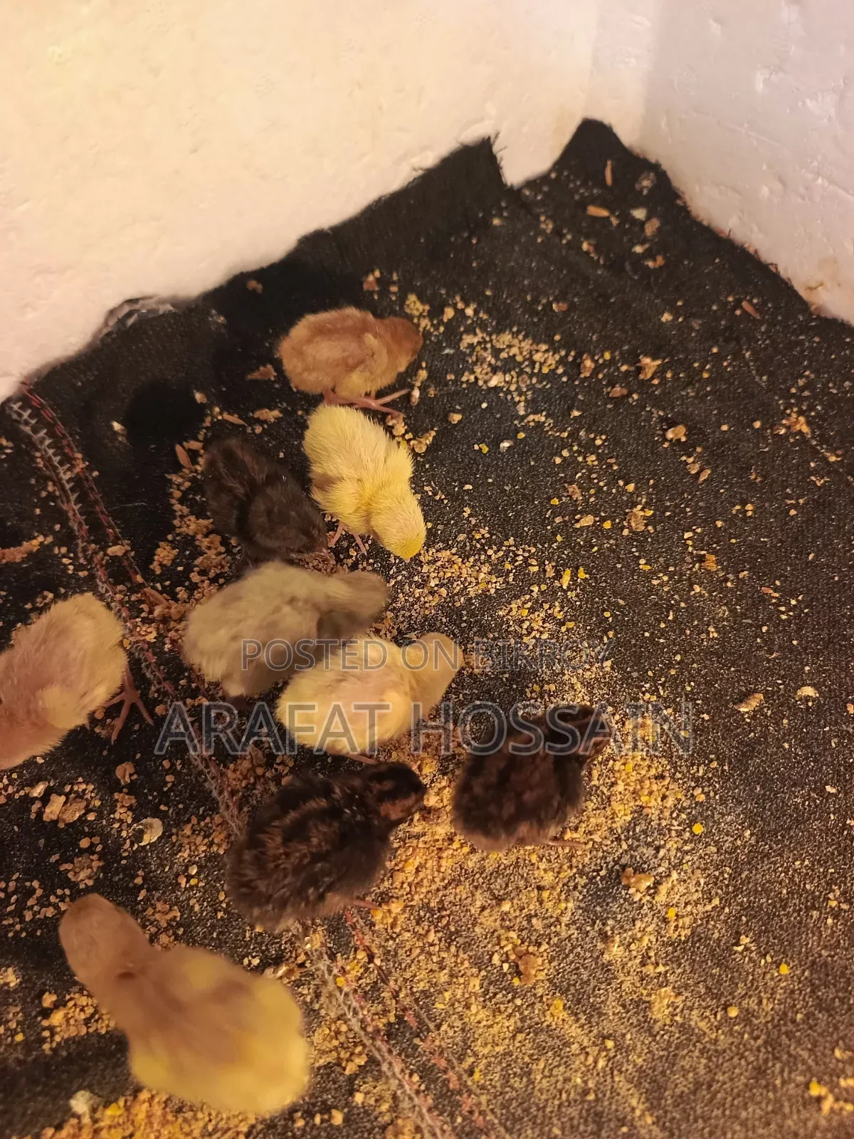 কোয়েল পাখি