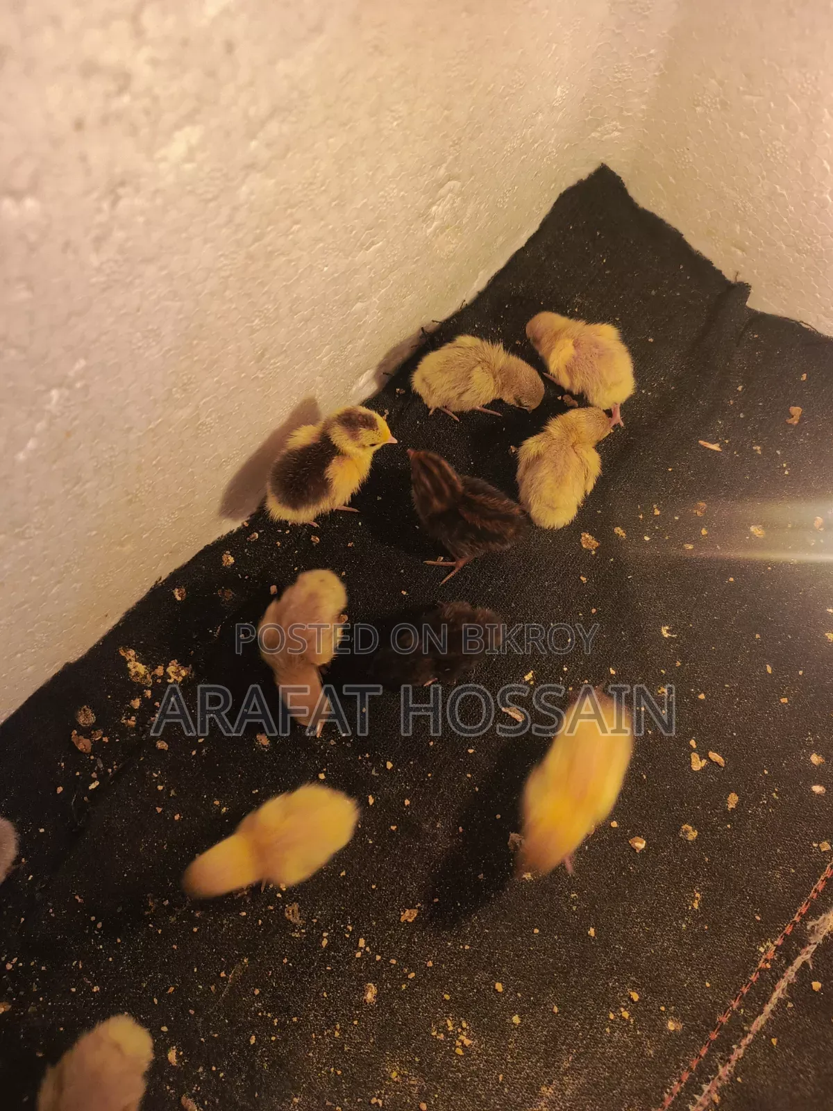 কোয়েল পাখি